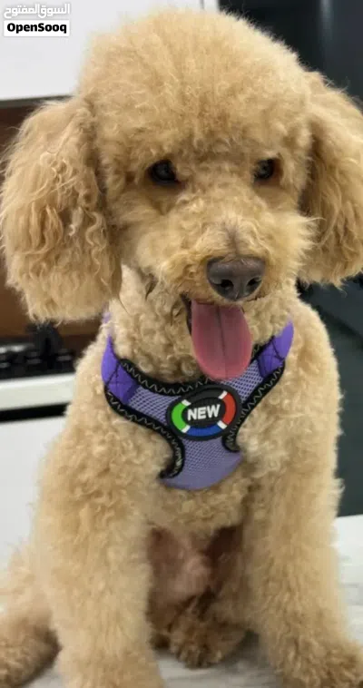 Premium Toy Poodle for Sale 4