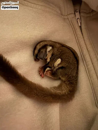 السنجاب الطائر Sugar Glider 3