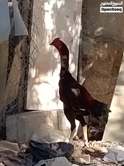 بيض بكستاني 2