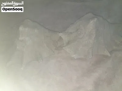 تحف منزلية 2
