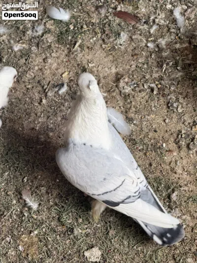 للبيع زوج الاج خط اول نقشة 2