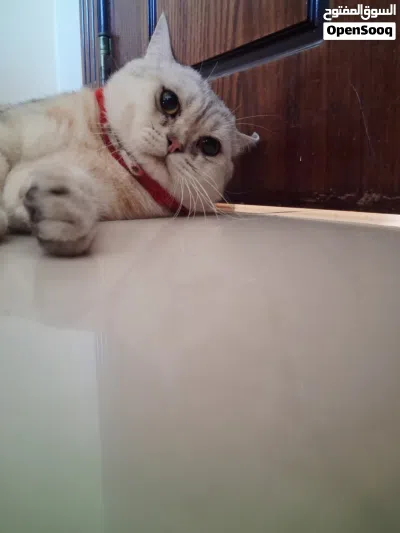 Cute Scottish Cat ! Vaccinated and free Cage! Passport Also. Male Cat white cute 3