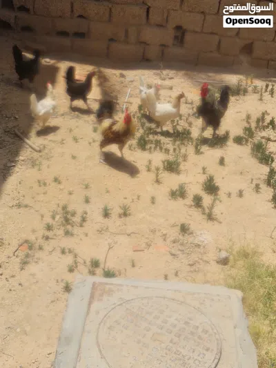 دجاج عربي للبيع 2