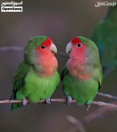 فندقه استقبل طيور تبني 2