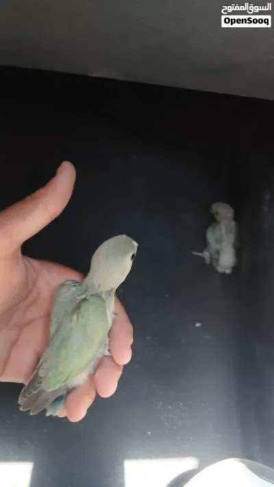 جوز افروخ ترويض روز 3