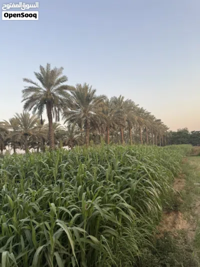للبيع حريه عمانيه وفي هنديه متوفر كميه الاسعار تختلف العمانيه جلب كبار على 15 والهنديه الجلب اصغر 3
