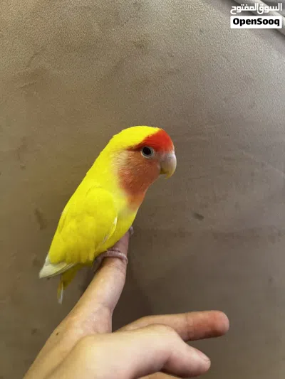 روز صحة ونشاط ربوه 4