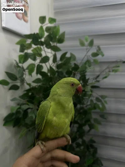 ببغاء دره هندي اليف جدا مع الاطفال والكبار عنده قابليه على تعلم الكلام لعوب جدا 2