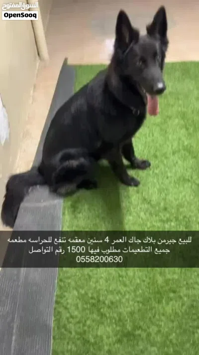 جيرمن بلاك جاك 2