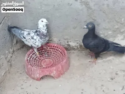 زوج زواجل حلوات على 10 ألف مع حاضن التكاثر مال البيض العنوان أبي الخصيب غريب حسينية بيت العاشور 2