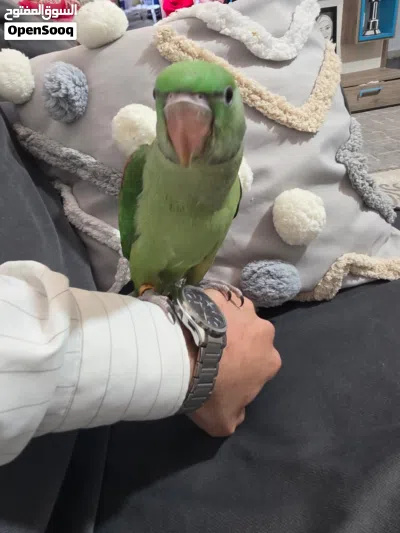 ببغاء الدرة النيبالي (كساندرة) و ببغاء الكويكر بيبي بلو بصلاة عنبي 2