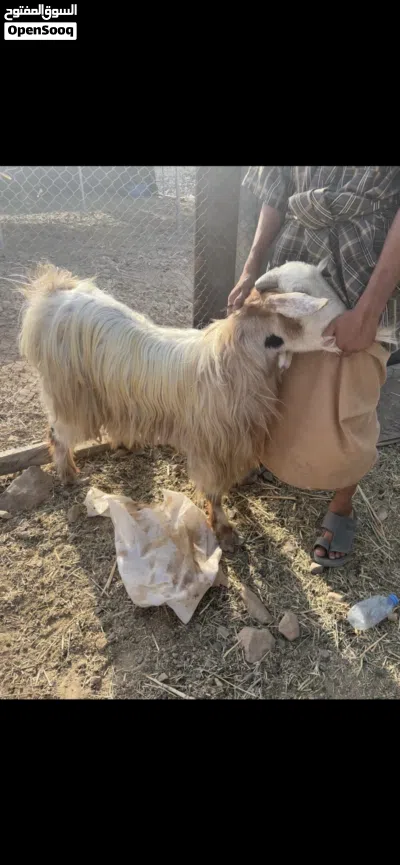 السلام عليكم ورحمة الله للبيع غنم 6رواس زرب كامل 3