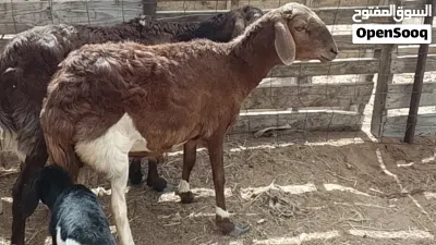 نعجتين هجين تبارك الله السن اول جمع وحده والده خروف والتانيه ضناها مبيوع 3