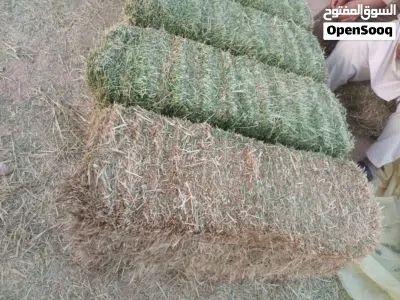 Premium Animal Fodder & Rhodes Grass Available أعلاف حيوانية ورودس ممتاز 3