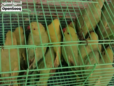 عرررررض لمدة يومين...تاخذ 15 حبه واكثر سعر الحبه ب5 ريال... 4