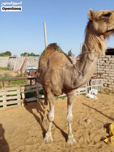 السلام عليكم ناقة وطنية الصلاة علي النبي 3