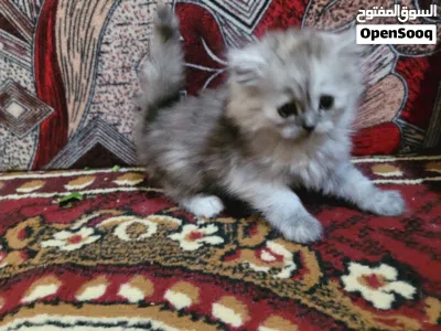 قطط شيرازيه متدربه العمر شهرين لعوبه ولوان نادره 4
