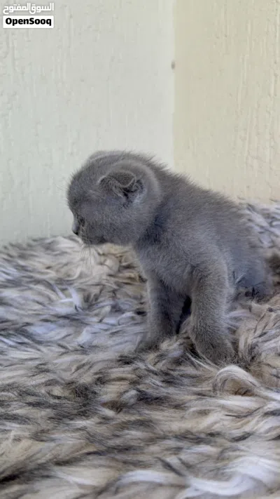 قطه صغيره سكوتش فولد kitten scotch fold 4