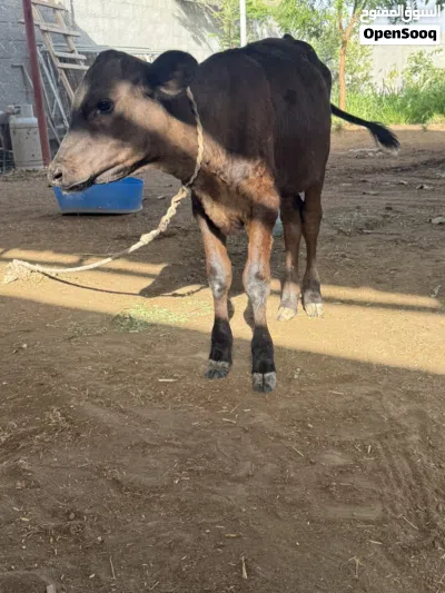 عجل نمساوي للبيع 4