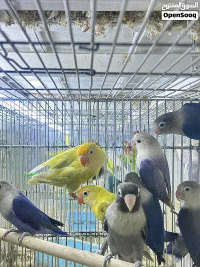 للبيع مجموعه ببغاوات مختلفه طيور محليه ومنتجه 3