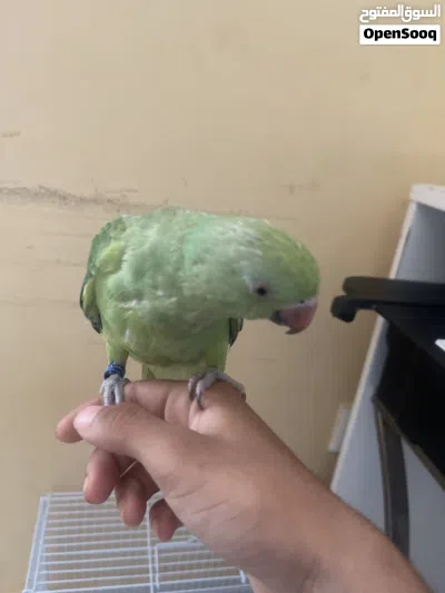 ببغاء دره اليفه 2