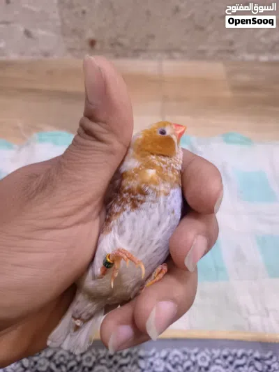 فناجس للبيع 4