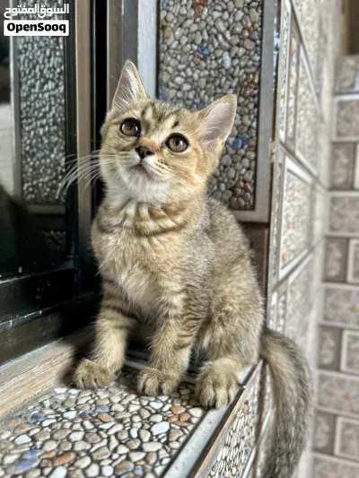 قطط سكوتش صغيره 2