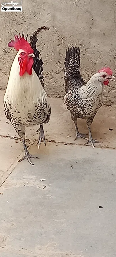دجاج للبيع 2