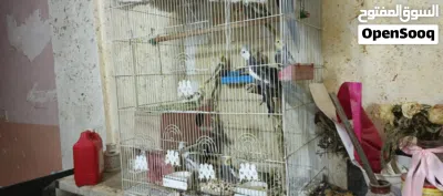 محميه كوكتيل للبيع 3
