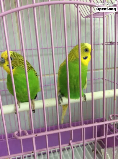 male and female budgie 3