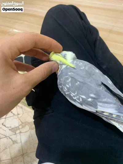 طير كوكتيل 2