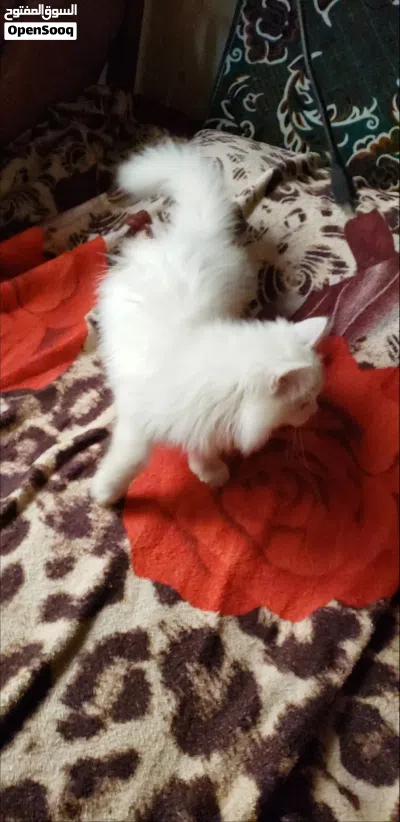 قطط شيرازي للبيع 2