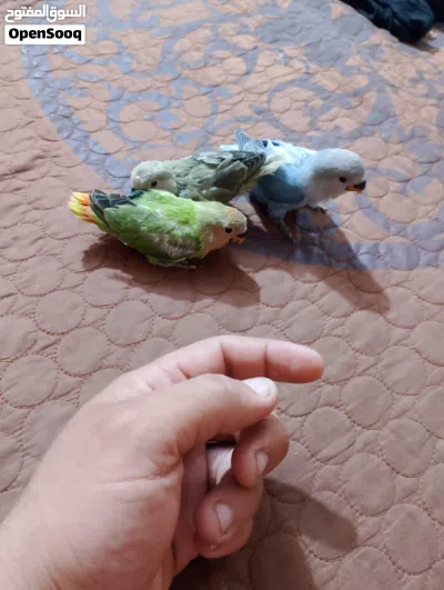 افراخ غندوره 3