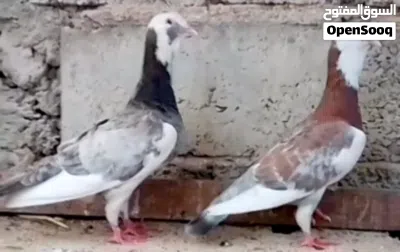 زوجين لحلوح امصوقرات 3
