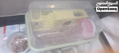 هامستر روسي للبيع شوف الوصف مهم 4