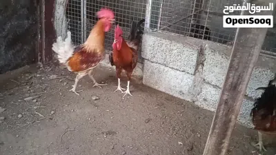 3دياكه للبيع احجام حلوه 3