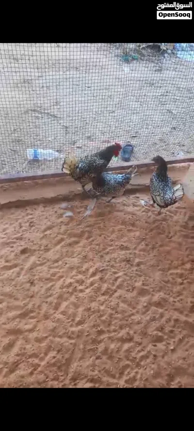 سبرايت أنيق 2