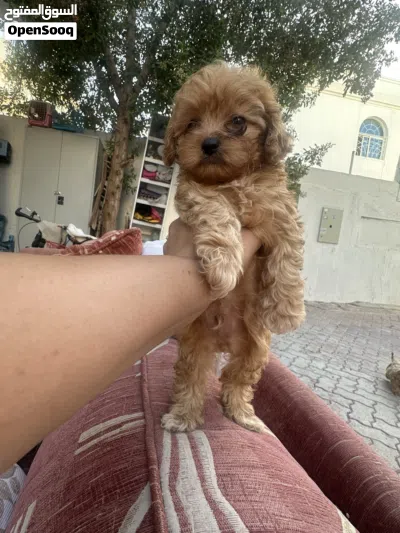 Maltipoo male 3