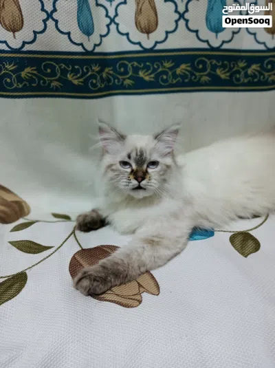 قطّة شيرازي هيمالايا للبيع 3