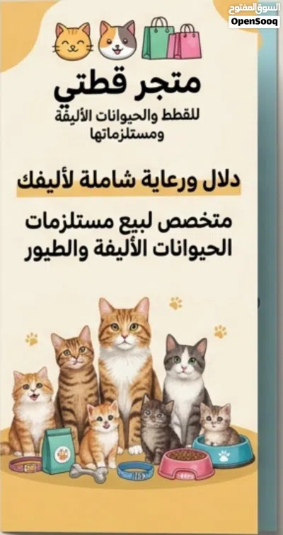 متوفر قطط صغيره وكبيره مع كل مستلزماتهم 4