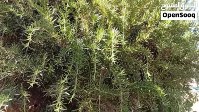 لدينا للبيع كميات حصلبان ( إكليل الجبل ) طازج من الشجره مباشره . 4