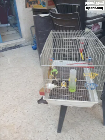 طيور كنار البيع 4