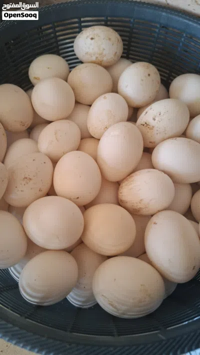 بيض بلدي نخم اول مشكل بلدي ورقابي 2