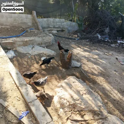 undefined 3