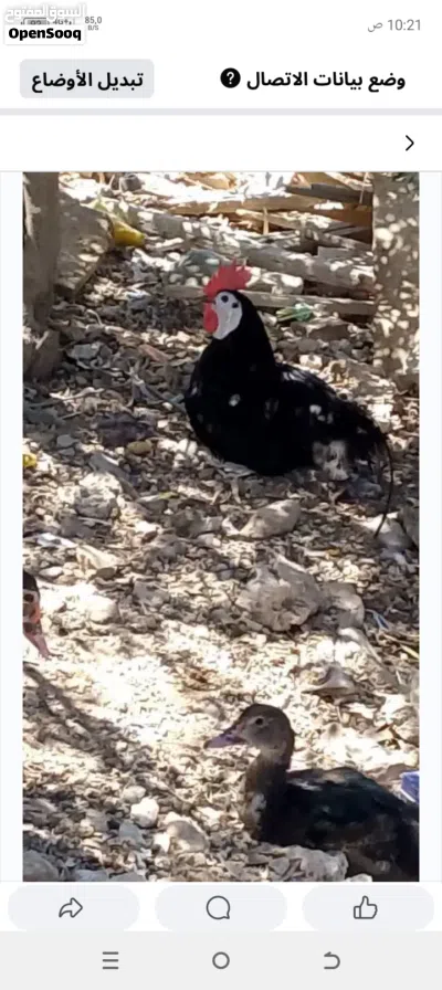 صوص مهرج الاسباني 3