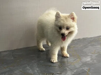 Adorable male and female Pomisky puppies, 3 months old - toy size, playful and affectionate 4