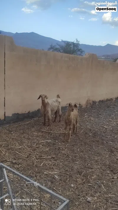 للبيع شوهات للبيع او البدل بجعد 3