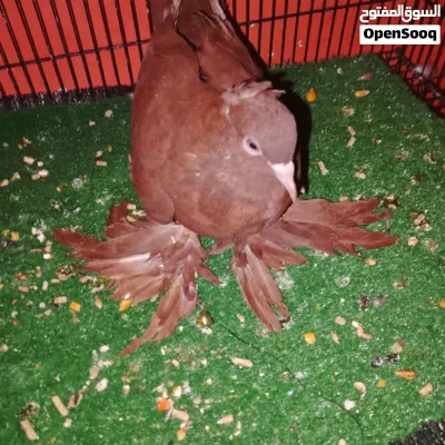 زوج رواعب جاهزات طيور نجفيات الخط الاول شرط فول تحاجيل شراويل 3