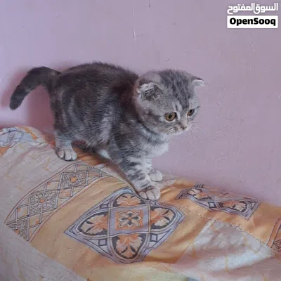 ايناث عمر شهرين 4
