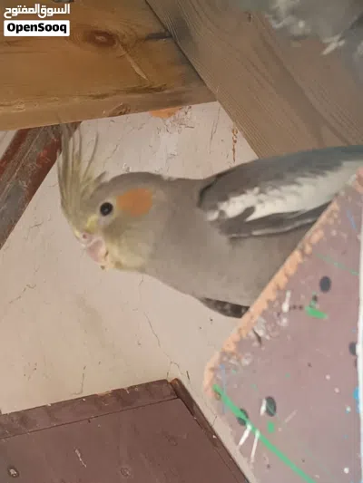 زوز طروف كوكتيل للبيع جملة مع بعض 3
